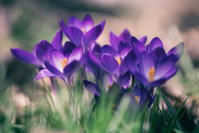 Picture of purple flowers